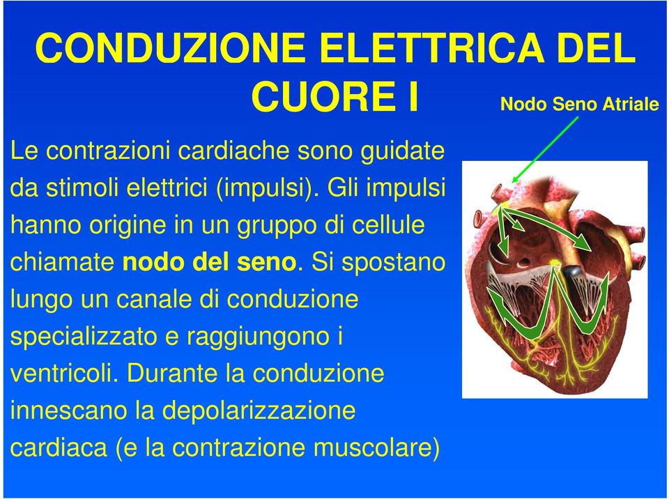 Gli impulsi hanno origine in un gruppo di cellule chiamate nodo del seno.