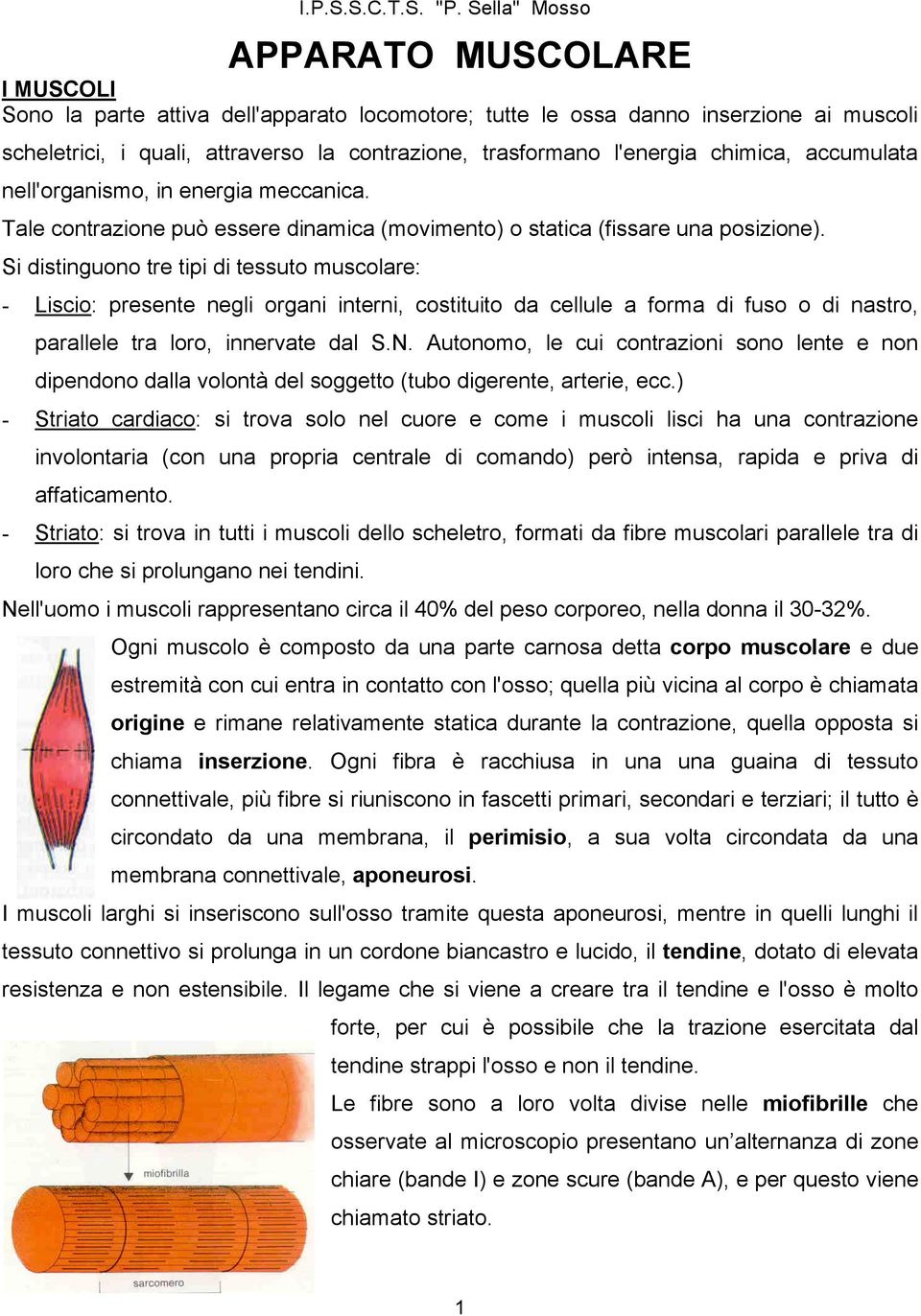 Si distinguono tre tipi di tessuto muscolare: - Liscio: presente negli organi interni, costituito da cellule a forma di fuso o di nastro, parallele tra loro, innervate dal S.N.