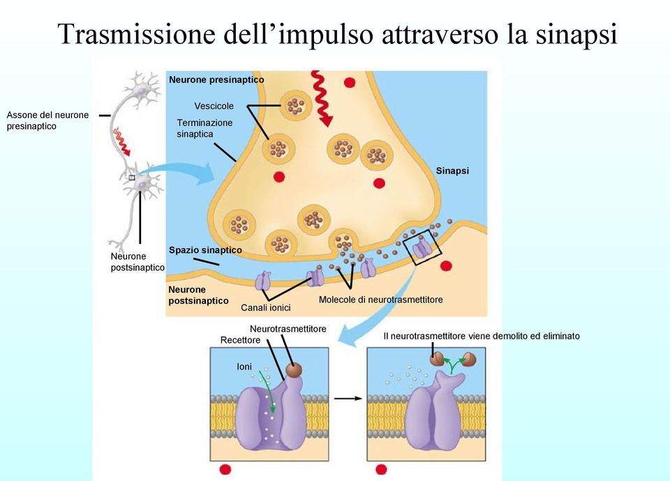 postsinaptico Spazio sinaptico Neurone postsinaptico Canali ionici Molecole di