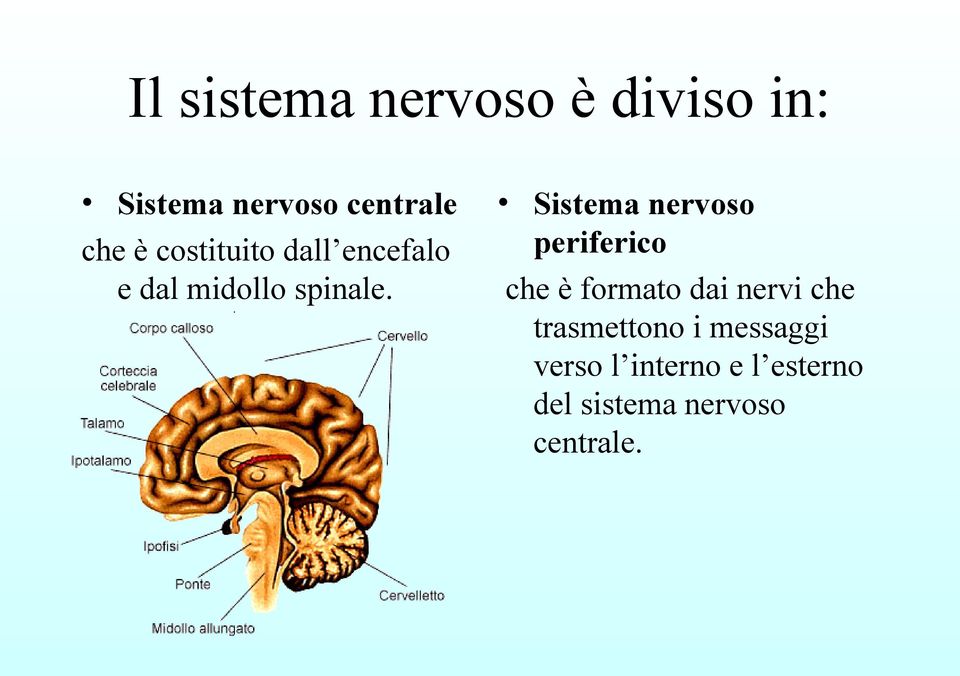 Sistema nervoso periferico che è formato dai nervi che