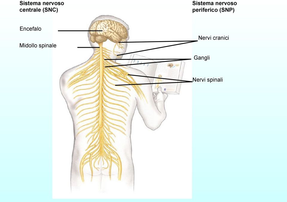 (SNP) Encefalo Midollo spinale
