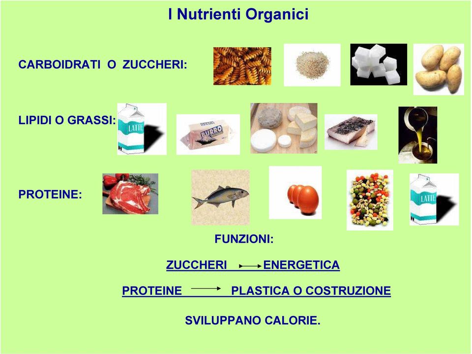 FUNZIONI: ZUCCHERI ENERGETICA PROTEINE