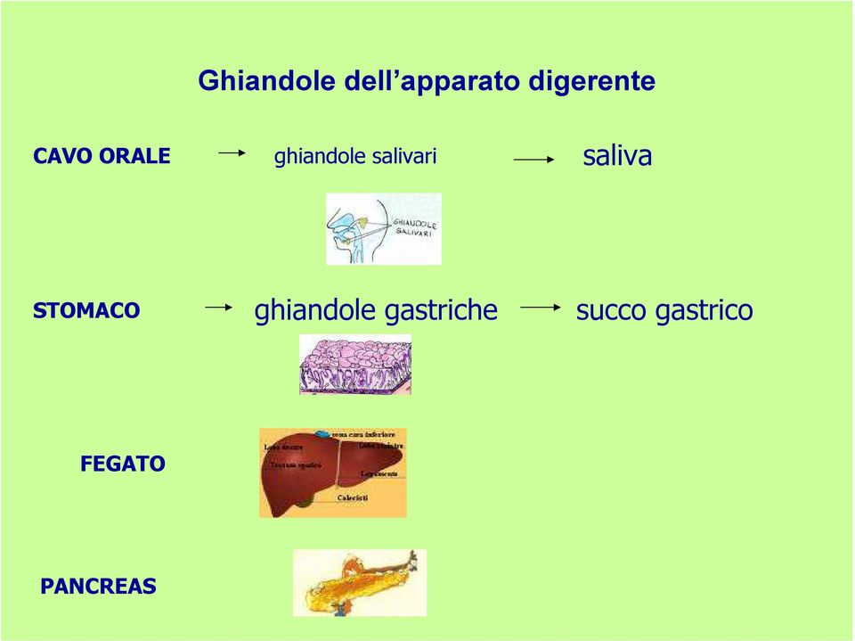 salivari saliva STOMACO