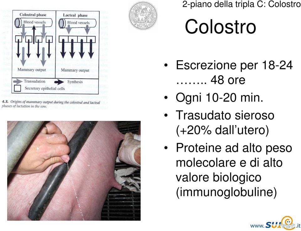 Trasudato sieroso (+20% dall utero) Proteine ad