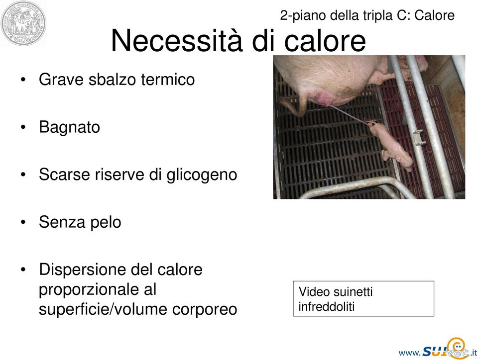 glicogeno Senza pelo Dispersione del calore