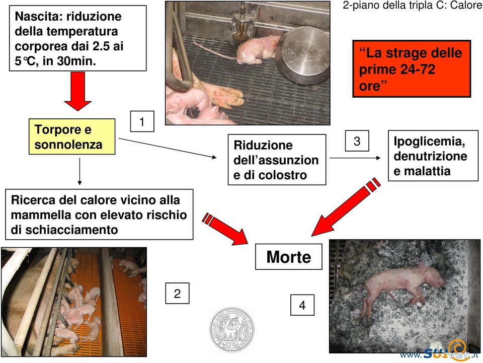 sonnolenza 1 Riduzione dell assunzion e di colostro 3 Ipoglicemia, denutrizione