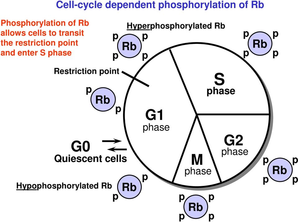 Hyperphosphorylated Rb Rb p p p p Rb p p Restriction point p Rb G0