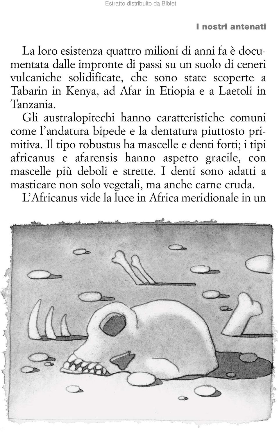 Gli australopitechi hanno caratteristiche comuni come l andatura bipede e la dentatura piuttosto primitiva.