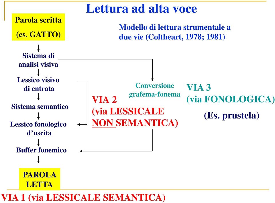 Sistema di analisi visiva Lessico visivo di entrata Sistema semantico Lessico fonologico d