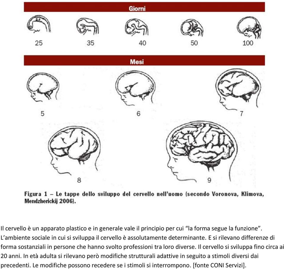 E si rilevano differenze di forma sostanziali in persone che hanno svolto professioni tra loro diverse.