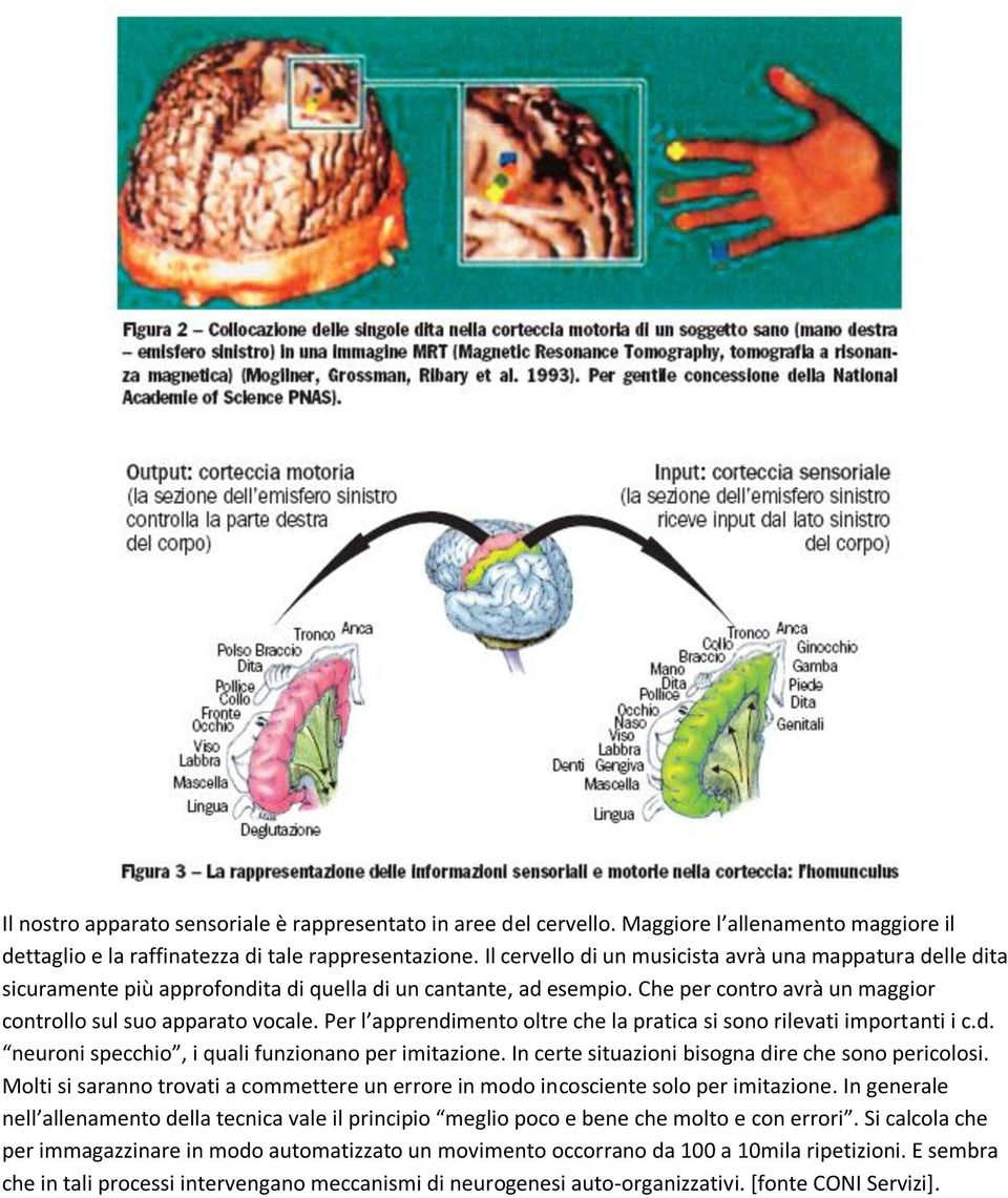 Per l apprendimento oltre che la pratica si sono rilevati importanti i c.d. neuroni specchio, i quali funzionano per imitazione. In certe situazioni bisogna dire che sono pericolosi.