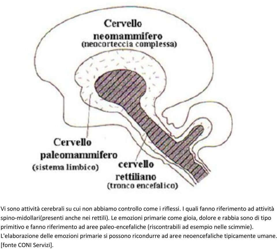 Le emozioni primarie come gioia, dolore e rabbia sono di tipo primitivo e fanno riferimento ad aree