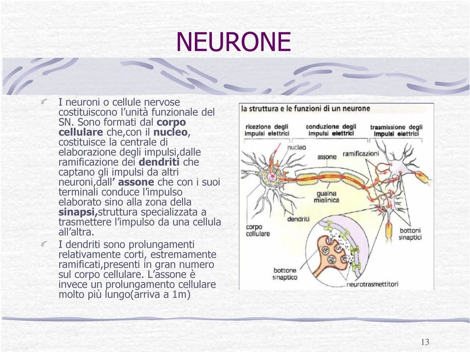 impulsi da altri neuroni,dall assone che con i suoi terminali conduce l impulso elaborato sino alla zona della sinapsi,struttura specializzata a