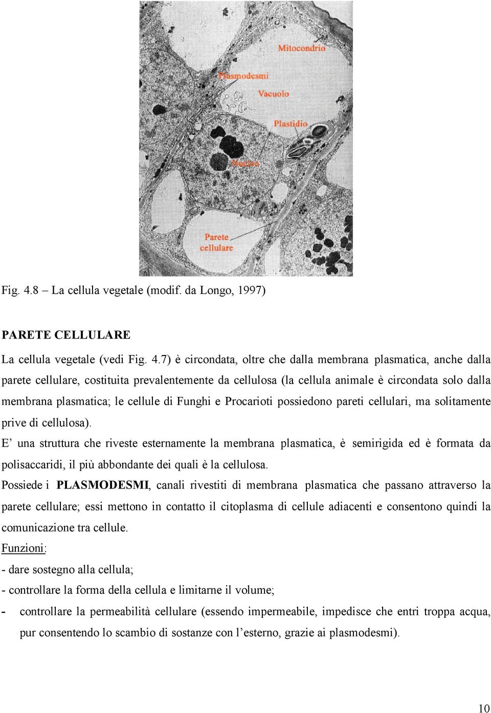 da Longo, 1997) PARETE CELLULARE La cellula vegetale (vedi 7) è circondata, oltre che dalla membrana plasmatica, anche dalla parete cellulare, costituita prevalentemente da cellulosa (la cellula
