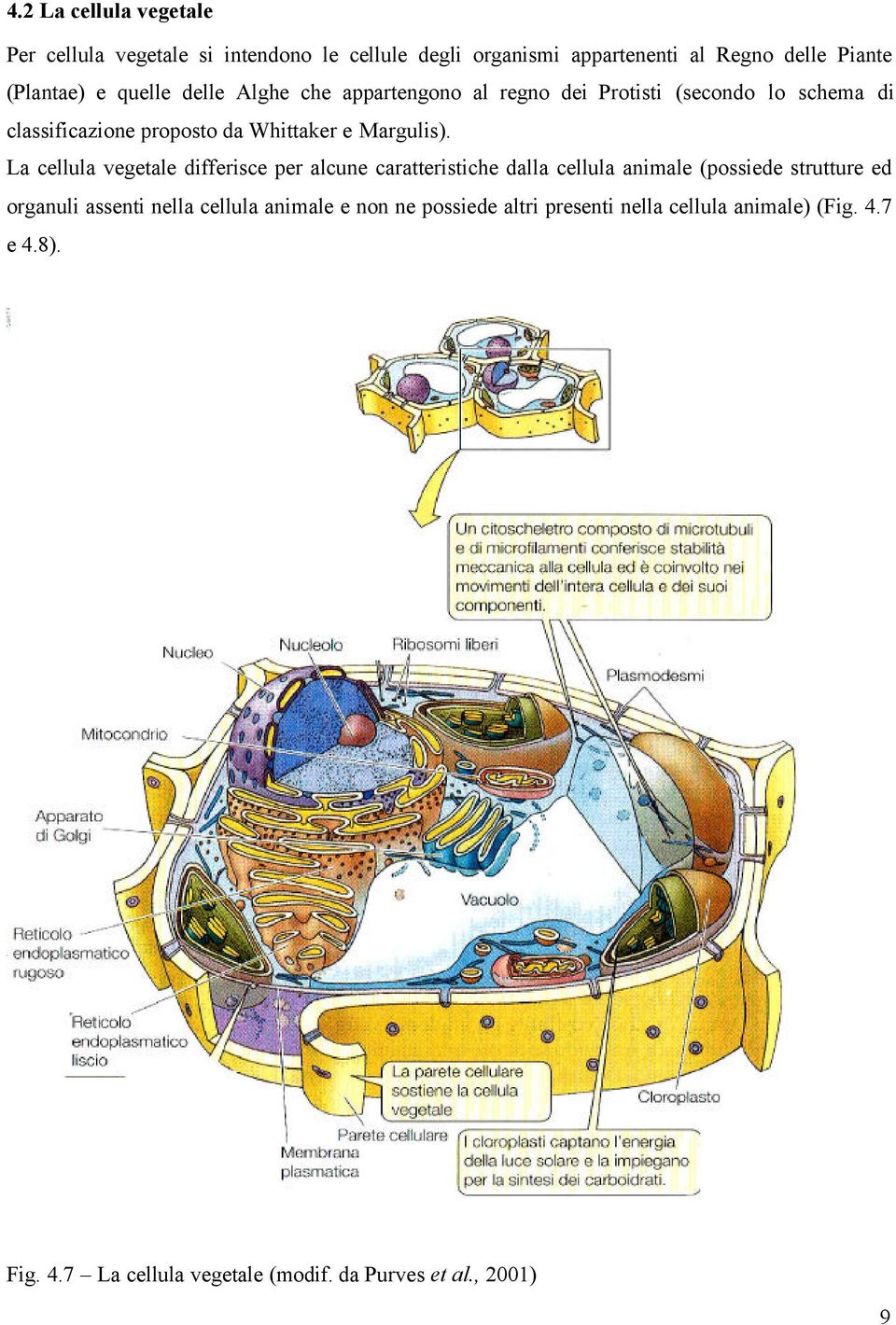 La cellula vegetale differisce per alcune caratteristiche dalla cellula animale (possiede strutture ed organuli assenti nella cellula