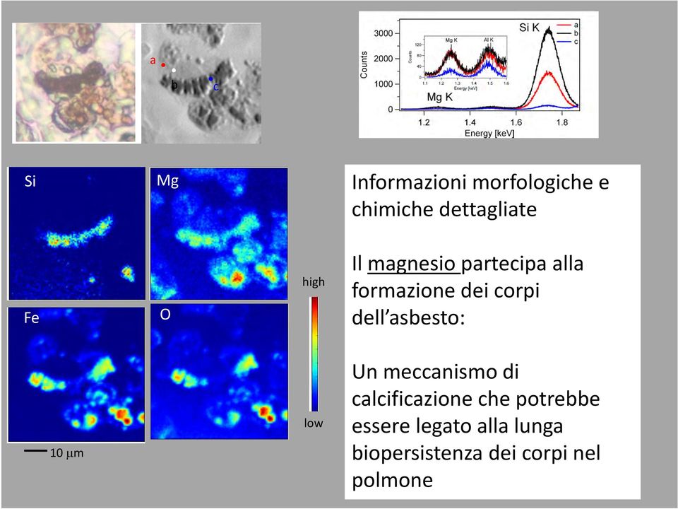 dell asbesto: 10 m low Un meccanismo di calcificazione che