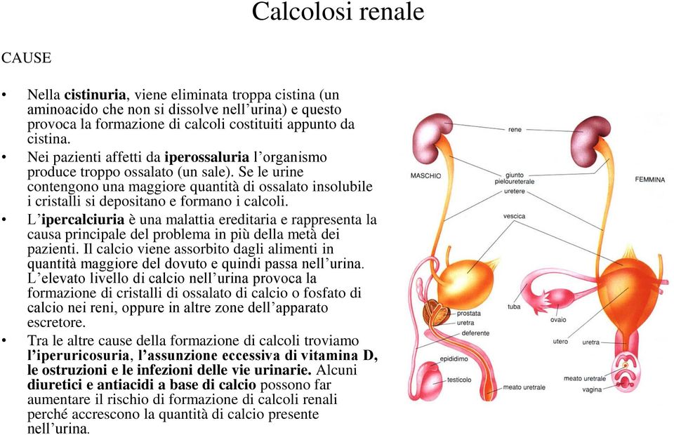 L ipercalciuria è una malattia ereditaria e rappresenta la causa principale del problema in più della metà dei pazienti.