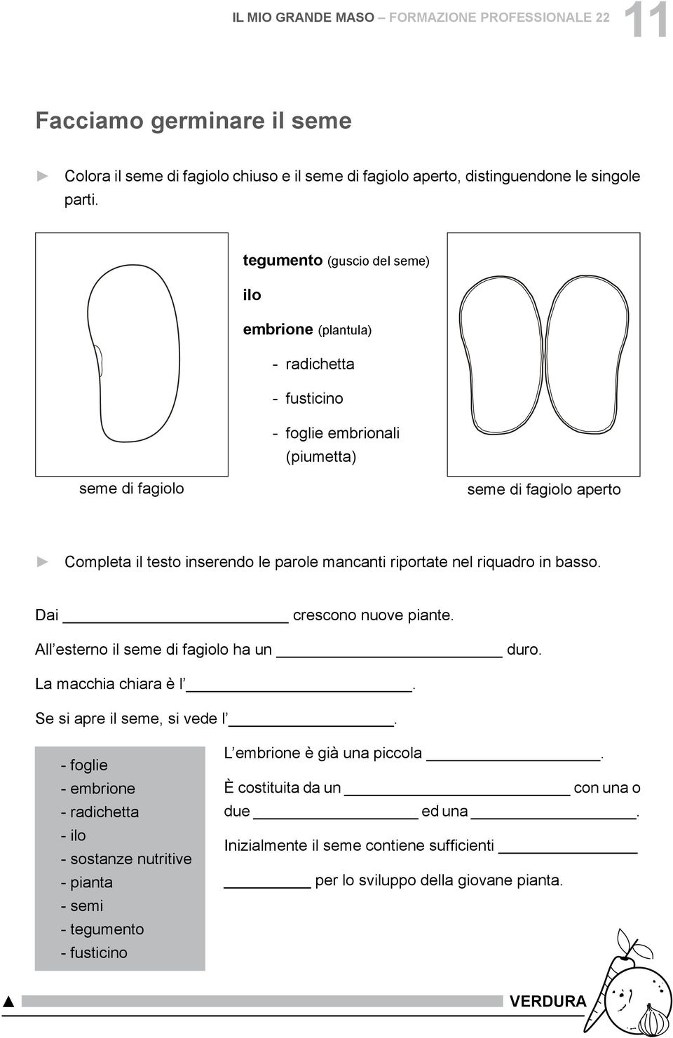 mancanti riportate nel riquadro in basso. Dai crescono nuove piante. ll esterno il seme di fagiolo ha un duro. a macchia chiara è l. Se si apre il seme, si vede l.