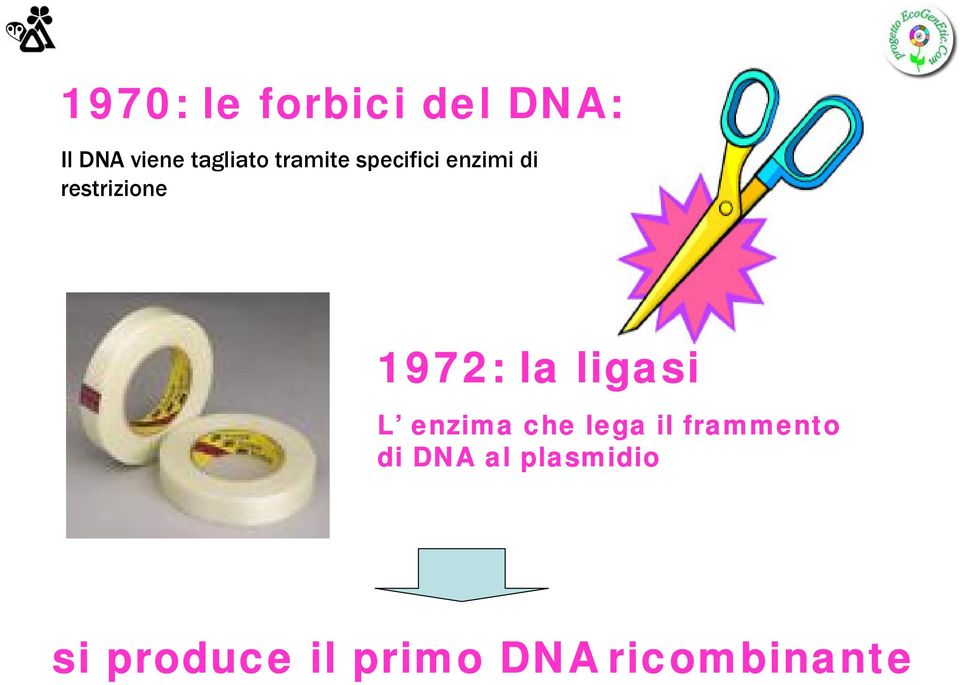 la ligasi L enzima che lega il frammento di DNA