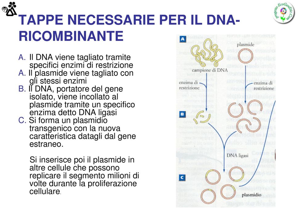 Il DNA, portatore del gene isolato, viene incollato al plasmide tramite un specifico enzima detto DNA ligasi C.