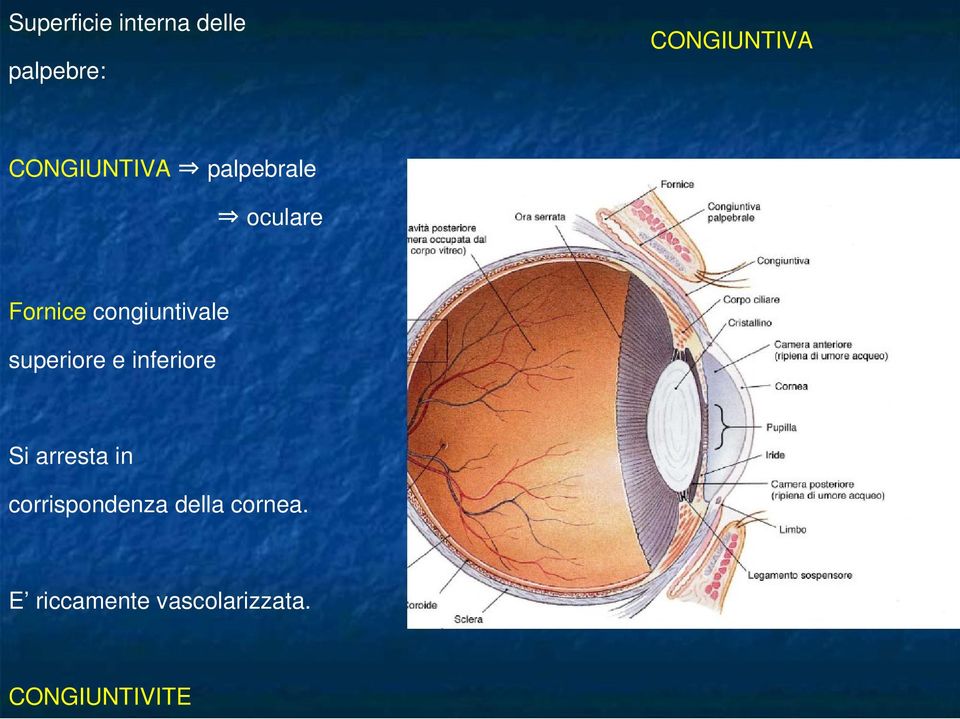 congiuntivale superiore e inferiore Si arresta in