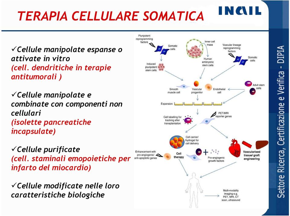 non cellulari (isolette pancreatiche incapsulate) Cellule purificate (cell.