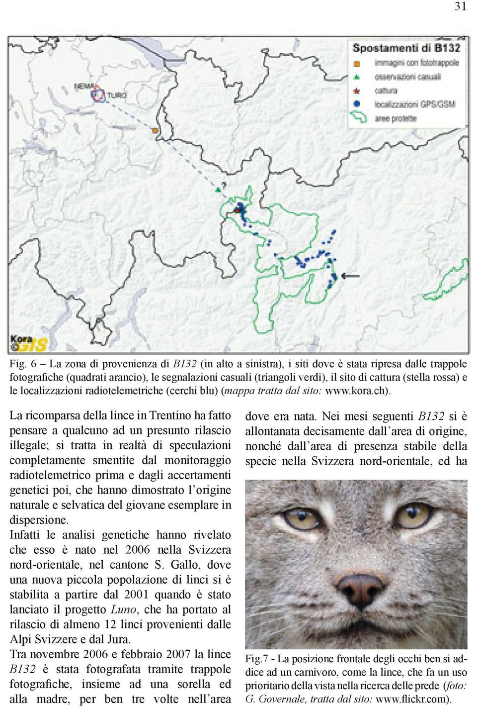 (stella rossa) e le localizzazioni radiotelemetriche (cerchi blu) (mappa tratta dal sito: www.kora.ch).