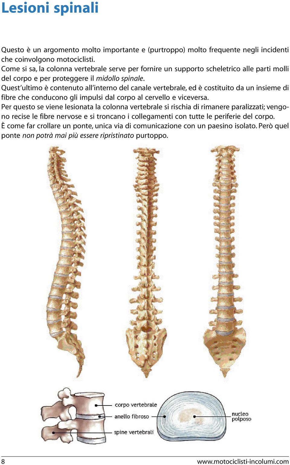 Quest ultimo è contenuto all interno del canale vertebrale, ed è costituito da un insieme di fibre che conducono gli impulsi dal corpo al cervello e viceversa.