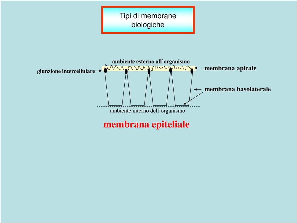 organismo membrana apicale membrana
