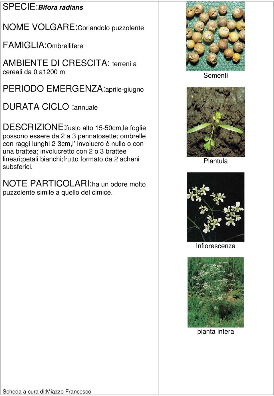 raggi lunghi 2-3cm,l involucro è nullo o con una brattea; involucretto con 2 o 3 brattee lineari;petali bianchi;frutto formato da 2 acheni