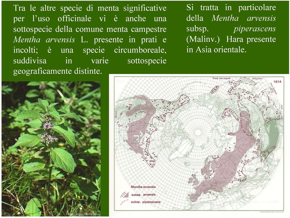 presente in prati e incolti; è una specie circumboreale, suddivisa in varie sottospecie