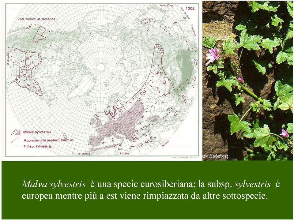 sylvestris è europea mentre più