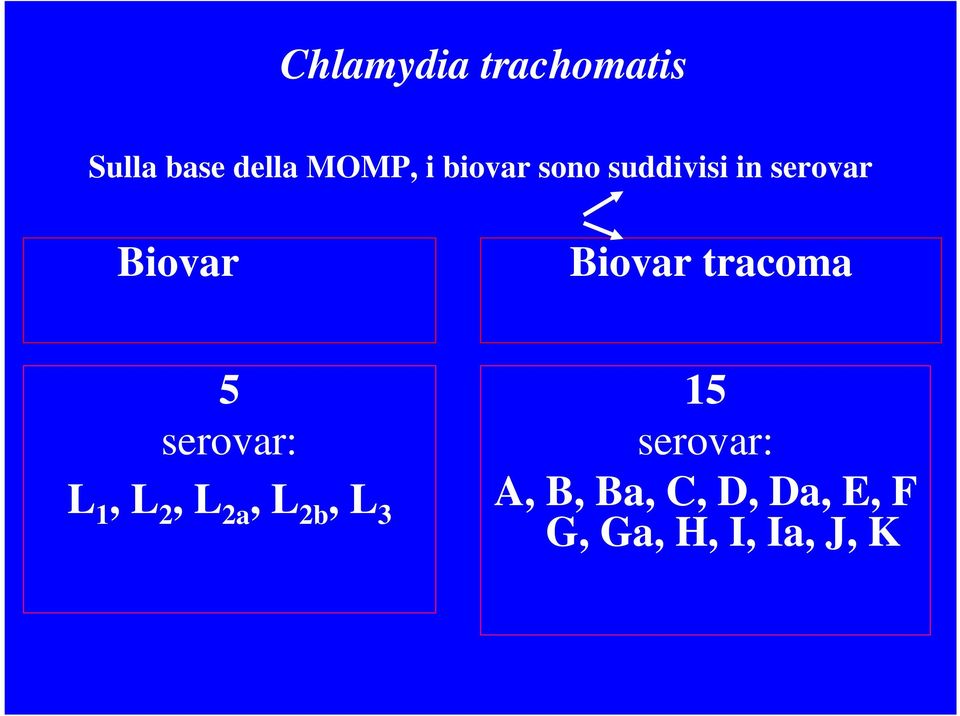 tracoma 5 serovar: L 1, L 2, L 2a, L 2b, L 3 15