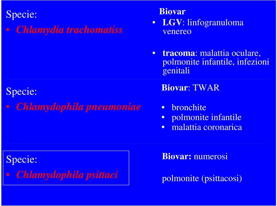 Chlamydophila pneumoniae Biovar: TWAR bronchite polmonite infantile