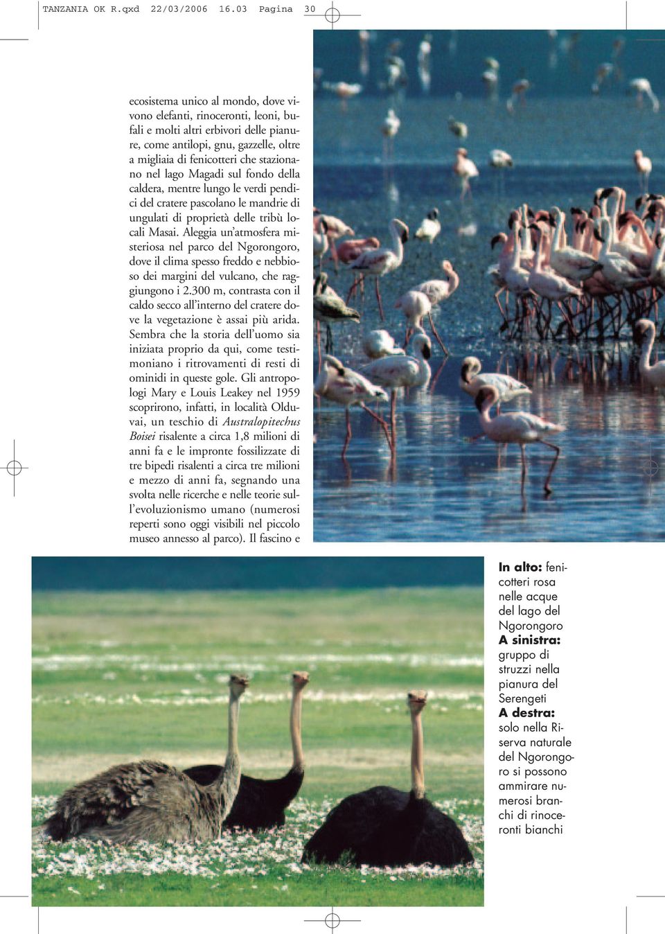 stazionano nel lago Magadi sul fondo della caldera, mentre lungo le verdi pendici del cratere pascolano le mandrie di ungulati di proprietà delle tribù locali Masai.