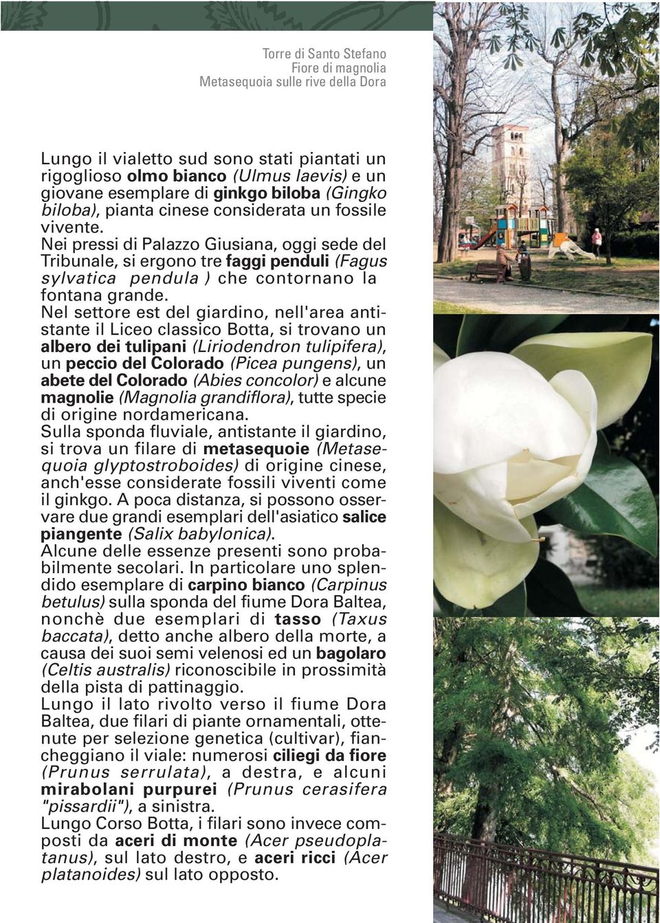 Nei pressi di Palazzo Giusiana, oggi sede del Tribunale, si ergono tre faggi penduli (Fagus sylvatica pendula ) che contornano la fontana grande.