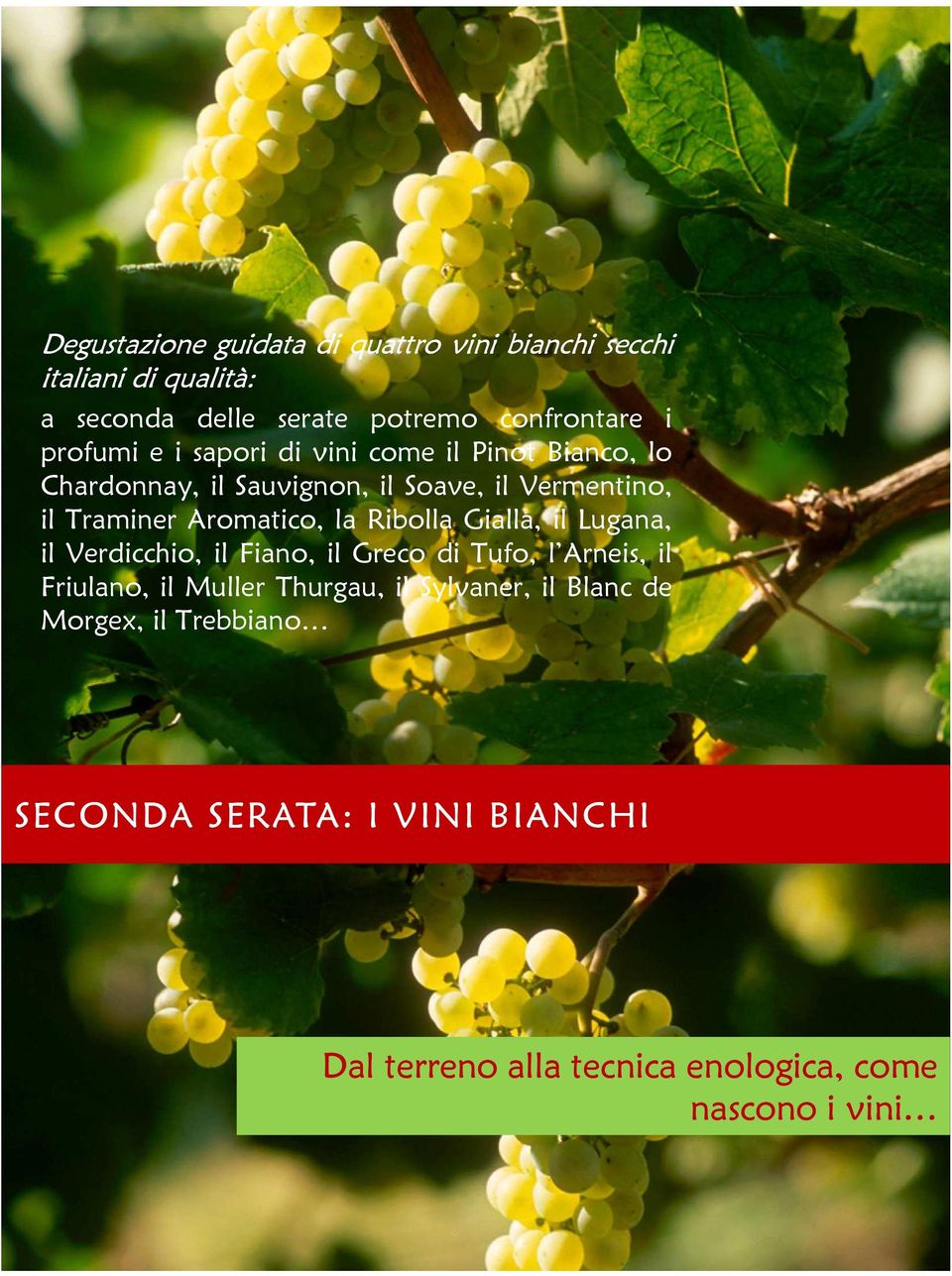 Aromatico, la Ribolla Gialla, il Lugana, il Verdicchio, il Fiano, il Greco di Tufo, l Arneis, il Friulano, il Muller