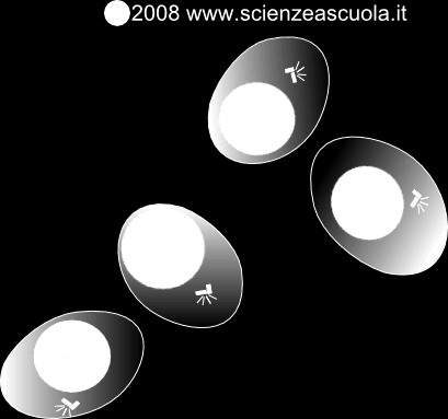 Perché è importante il Crossino Over? perché la ricombinazione genica garantisce il processo evolutivo, cioè migliori capacità di adattamento con l ambiente in continuo cambiamento.