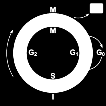 Ciclo cellulare checkpoints G2 checkpoint: dimensioni cellulari, presenza di nutrienti, duplicazione DNA completa? danni al DNA?