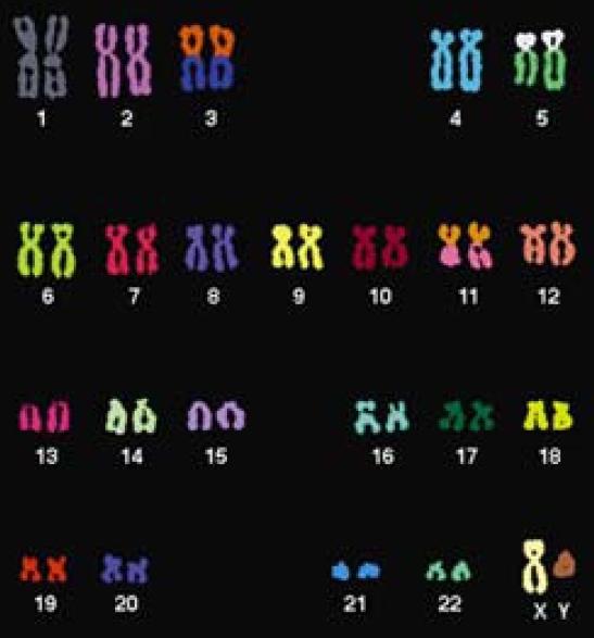 DNA umano DNA umano in ciascuna cellula: è lungo complessivamente 2,5 m è