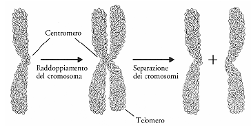 Cromosoma, cromatidi, centromero, telomeri.