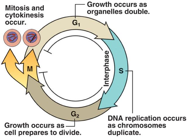 sintesi del DNA S (sintesi): avviene la duplicazione del DNA e delle proteine ad esso associate: il cromosoma duplicato adesso è costituito