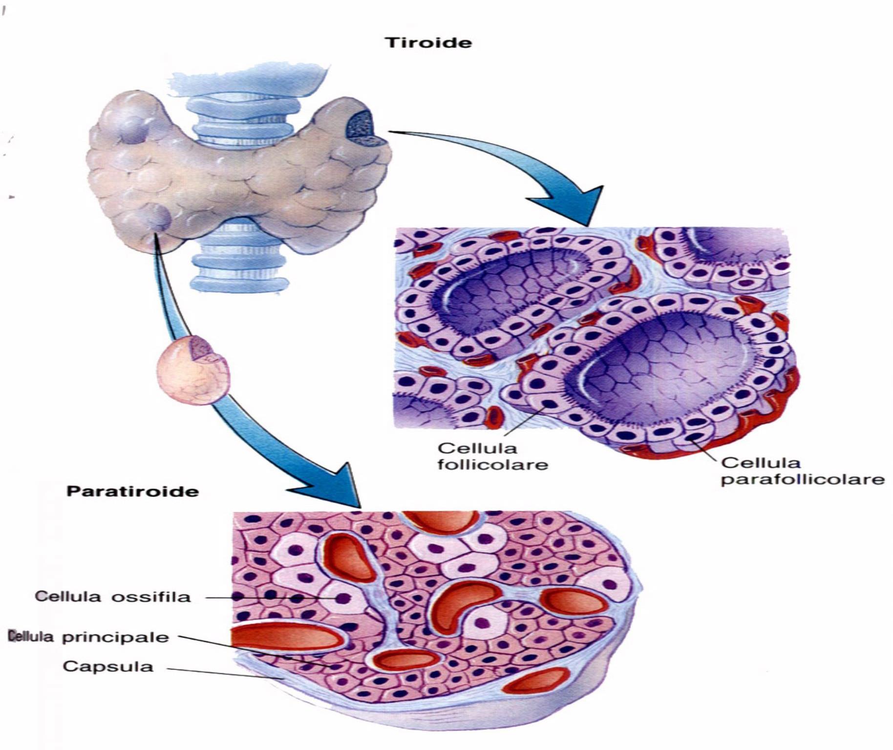 Tiroide Struttura a follicoli: piccoli sacchi sferici delimitati da cellule follicolari (tireociti) T4: tetraiodiotironina o tiroxina (4 atomi di Iodio) T3: