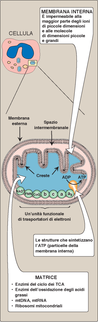 La catena di trasporto degli elettroni (catena respiratoria) Avviene nella membrana interna dei mitocondri e consente