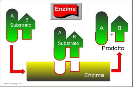 nella catalisi enzimatica i reagenti sono chiamati substrati MECCANISMO Quando è avvenuta la reazione dei substrati i prodotti non si adattano più alla forma del sito attivo e se ne allontanano Gli