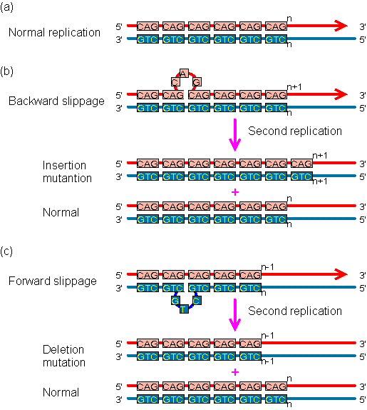 The mutation caused by replication slippage. In this figure, mispairing involves only one repeat.