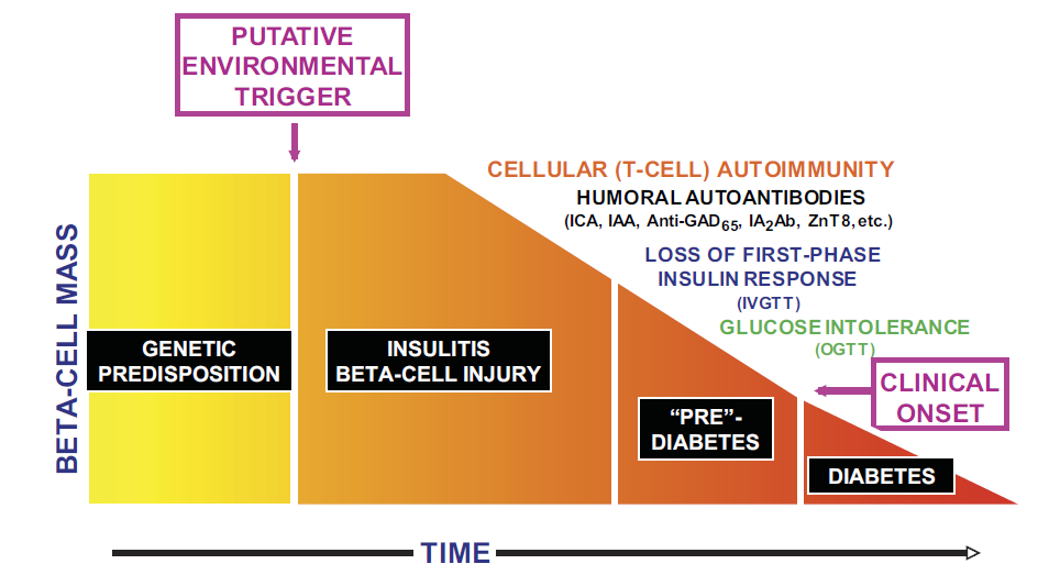 Storia naturale del T1D