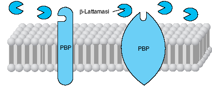 Attivita antibatterica 2. Legame a PBPs (4 nello s. aureus, almeno 7 in E. Coli); alcune di queste si identificano negli enzimi della transpeptidazione.