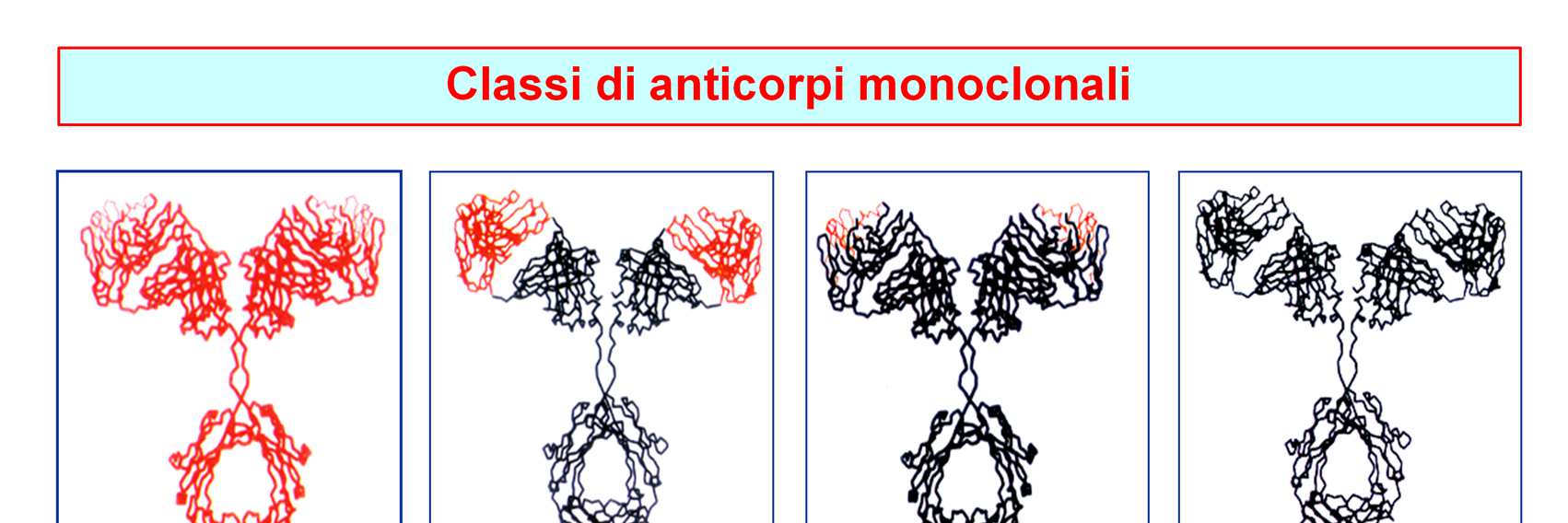 Nella figura sono rappresentati schematicamente le quattro principali classi di anticorpi monoclonali attualmente utilizzati come farmaci nell