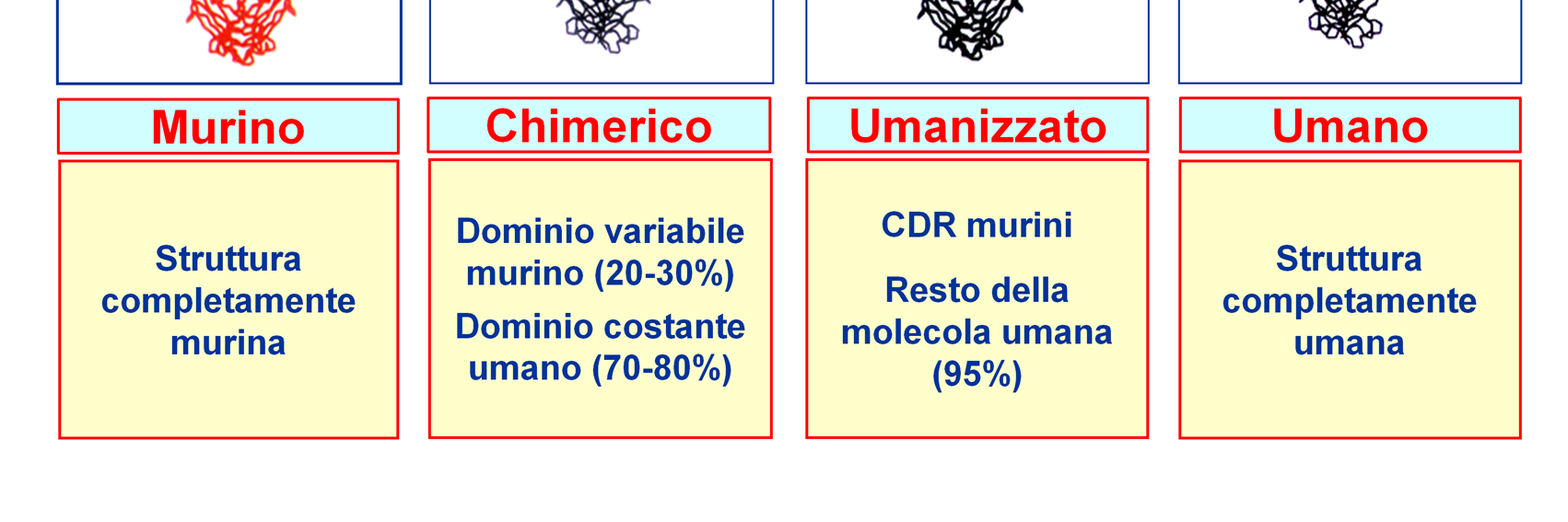 chimerico, con il 70% di colore nero per indicarne l origine umana e le regioni variabili di origina murina (in rosso); 3) un anticorpo